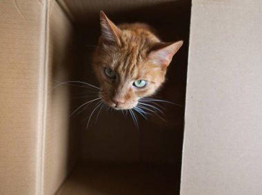 Karton bir kutunun içinde saklanan komik kızıl kedi. Kopya alanı ile yüksek açı görünümü. Teslimat ve taşınma konsepti.