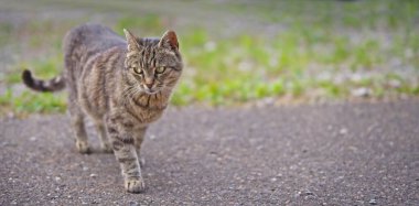Şirin tekir kedi arka bahçede yürüyor ve tuhaf tuhaf bakıyor. Kopyalama alanı olan panoramik resim.
