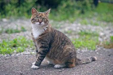 Genç sokak kedisi arka bahçede oturuyor ve kameraya tuhaf bakıyor..