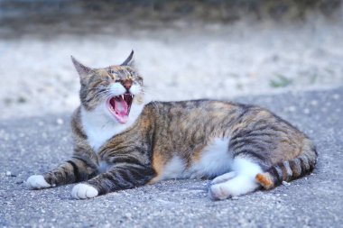 Arka bahçede yatan ve ağzı açık esneyen komik kedi..