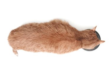 Turuncu kedi kaseden yemek yiyor. Üst Manzara. Beyaz arkaplanda izole.