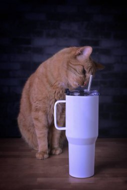 Susamış kızıl kedi masadaki taklacıya meraklı görünüyor. Dikey resim.