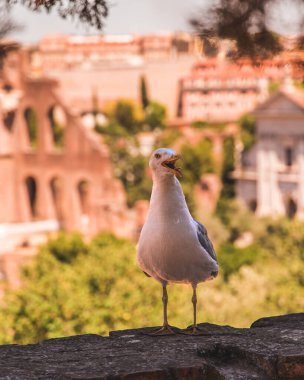 Ön planda, İtalya 'nın başkenti Roma Forumu ile bulanık bir arkaplanda bulunan beyaz bir martının fotoğrafı. Roma şehri.