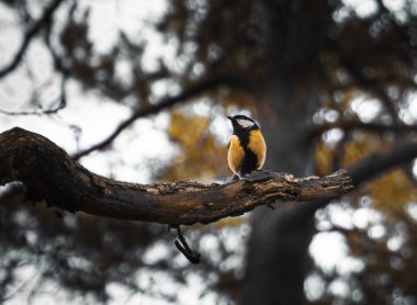 A beautiful great tit bird, identified as parus major, perched gracefully on a branch with young spring leaves against a soft green background.