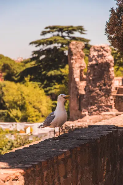 Ön planda, İtalya 'nın başkenti Roma Forumu ile bulanık bir arkaplanda bulunan beyaz bir martının fotoğrafı. Roma şehri.