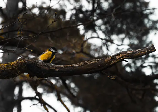 A beautiful great tit bird, identified as parus major, perched gracefully on a branch with young spring leaves against a soft green background.