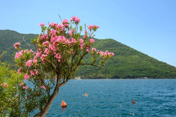 Flowering Bushes Growing Picturesque Bay Kotor Perast Montenegro — Foto Stock