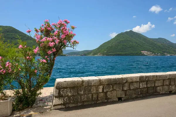 Flowering Bushes Growing Picturesque Bay Kotor Perast Montenegro — Foto Stock