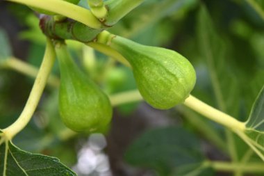 Genç yeşil incirler dalda. İncir ağacı meyveleri.