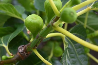 Genç yeşil incirler dalda. İncir ağacı meyveleri.