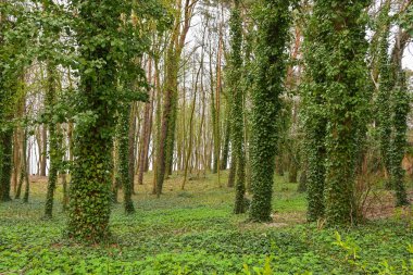 Sarmaşıklarla çevrili ağaçlar (Hedera sarmaşığı). Evergreen Ormanı