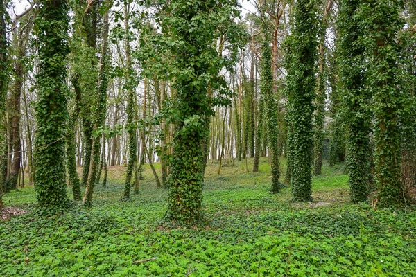 일반적 아이비 Hedera Helix 나무들 — 스톡 사진
