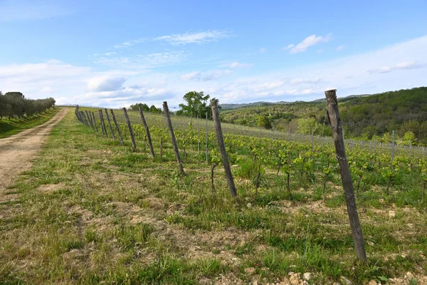 Весняні Виноградники Тоскані Красиві Краєвиди Італійської Сільської Місцевості Місце Розташування — стокове фото