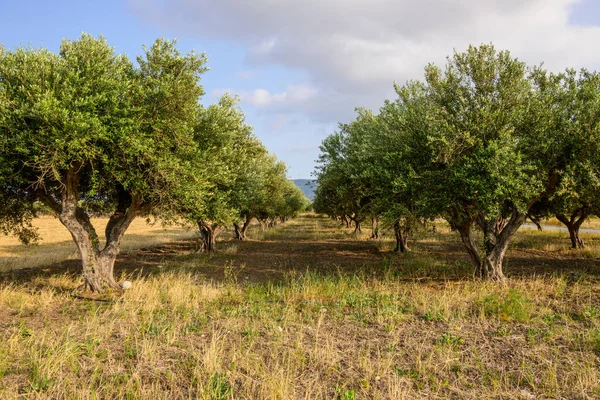 Greek olive tree orchard in spring. Kos island. Greece