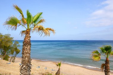 Cennet Sahili 'nde yetişen palmiye ağaçları Kos adasının en ünlü plajı. Yunanistan
