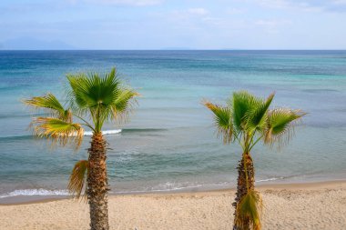 Palm trees growing on the Paradise Beach, the most famous beach on the island of Kos. Greece clipart
