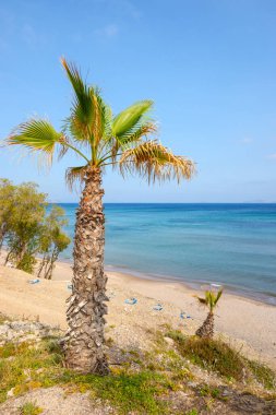 Cennet Sahili 'nde yetişen palmiye ağaçları Kos adasının en ünlü plajı. Yunanistan