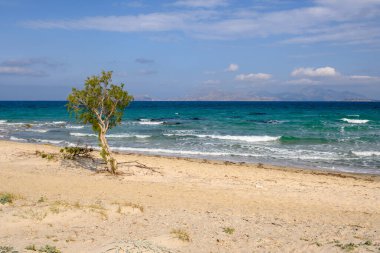 Kos adasında Marmari 'nin kumlu sahillerinde büyüyen yalnız bir ağaç. Yunanistan