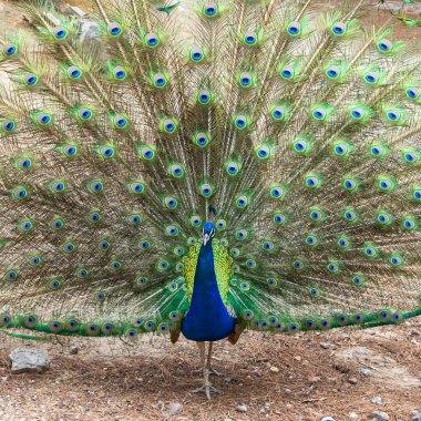 Tavus kuşu güzel renkli kuyruğunu yayıyor. Plaka Ormanı, Kos Adası 'nın Plaka Bölgesi' nde. Yunanistan
