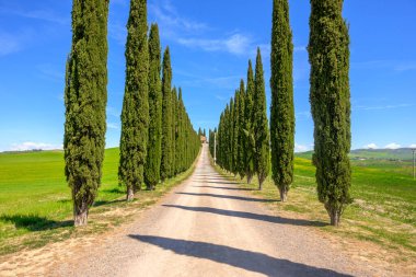 Castiglione d Orcia, İtalya - 26 Nisan 2023: selvi yolu ile Idyllic Toskana manzarası. İtalya, Avrupa