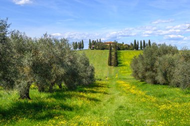 San Quirico d 'Orcia, İtalya - 26 Nisan 2023 San Quirico d' Orcia bahar manzarası, Siena, İtalya