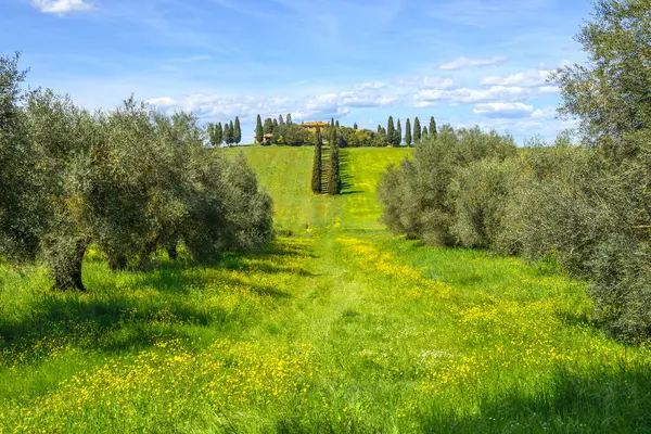 San Quirico d 'Orcia, İtalya - 26 Nisan 2023 San Quirico d' Orcia bahar manzarası, Siena, İtalya
