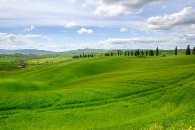 Pienza, İtalya - 28 Nisan 2023: Pienza yakınlarında selvi ağaçları olan Idyllic Toskana manzarası. İtalya, Avrupa