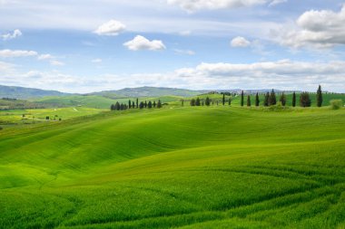 Pienza, İtalya - 28 Nisan 2023: Pienza yakınlarında selvi ağaçları olan Idyllic Toskana manzarası. İtalya, Avrupa