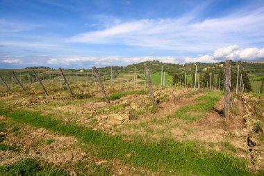 Montepulciano, İtalya - Nisan 2023: Toskana 'da bahar üzüm bağları, İtalyan kırsalının güzel manzarası. İtalya