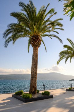 Tivat, Karadağ - 8 Haziran 2022: Karadağ 'ın Tivat limanında palmiyelerle güzel bir gezinti. Kotor Körfezi