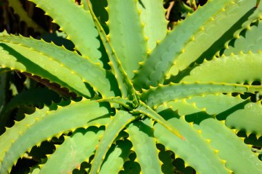 Aloe vera bitkisi. Doğal arkaplan