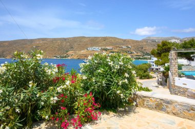 Amorgos adasında bahar çiçekli çalılar. Cyclades, Yunanistan