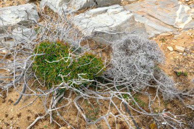 Adanın güney tarafında Amorgos 'taki Kalotaritissa plajında bitki örtüsü. Cycades, Yunanistan