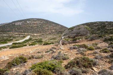 Amorgos adasında yaslanmış yaşlı bir ağaç. Cyclades, Yunanistan