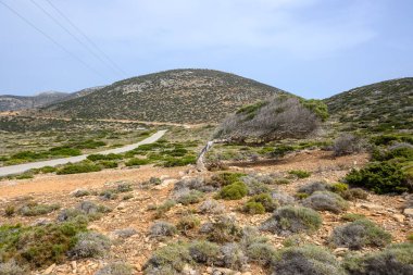 Amorgos adasında yaslanmış yaşlı bir ağaç. Cyclades, Yunanistan