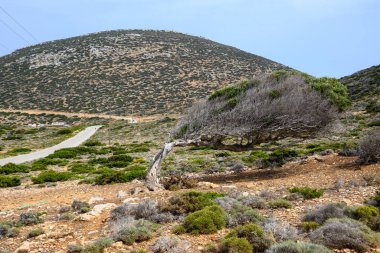 Amorgos adasında yaslanmış yaşlı bir ağaç. Cyclades, Yunanistan