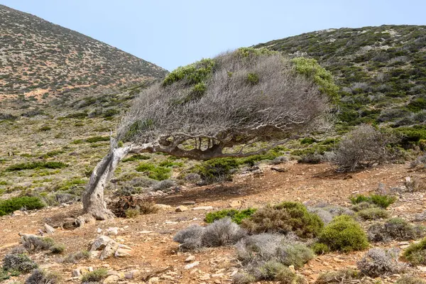 Amorgos adasında yaslanmış yaşlı bir ağaç. Cyclades, Yunanistan
