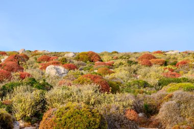 Kayalık Amorgos adasında alçak, renkli bitki örtüsü. Yunanistan