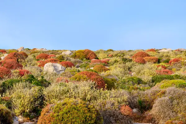 Kayalık Amorgos adasında alçak, renkli bitki örtüsü. Yunanistan