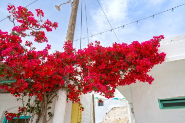 Chora caddesinde çiçek açan begonviller. Amorgos Adası, Kiklad, Yunanistan