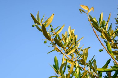 Bahar bahçesinde zeytin dalı