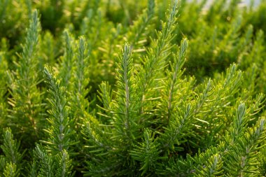 Biberiye dokusu ve arka bahçe otları