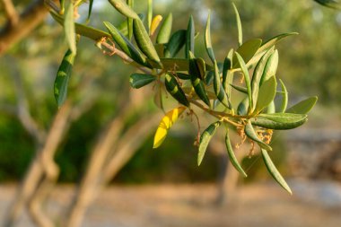 Bahar bahçesinde zeytin dalı