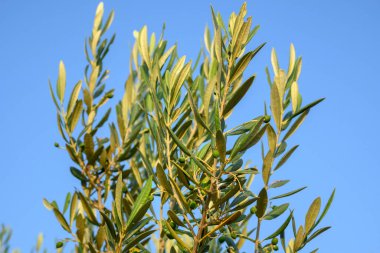 Bahar bahçesinde zeytin dalı