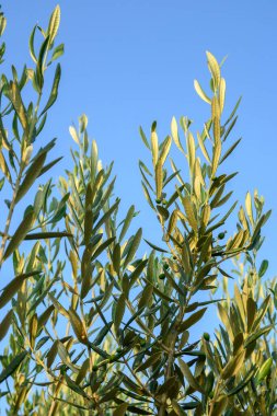 Bahar bahçesinde zeytin dalı