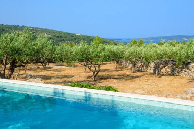 Hırvatistan 'ın Brac adasındaki tipik yazlık villada yüzme havuzu ve zeytin ağaçları