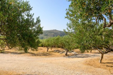 Bahçedeki zeytin ağaçları. Brac Adası, Hırvatistan