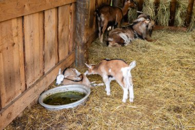 Samanlıkta bir keçi sürüsü