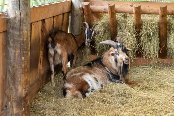 Samanların üzerinde boynuzlu keçiler