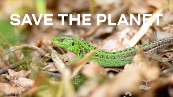Зеленая Ящерица Крупный План Среди Листьев Сообщение Спасите Планету Понятие — стоковое видео